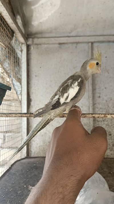 Cocktail hand tame