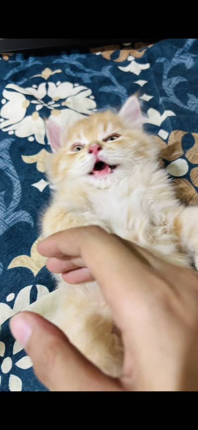 Ginger kitten for sale