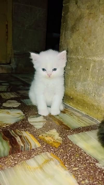 Persian kittens 2 pairs available