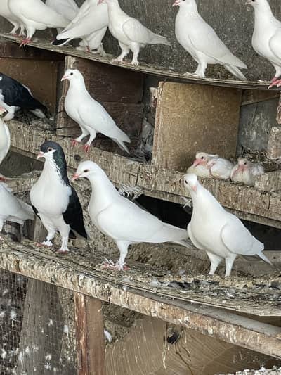 Pigeons For Sale