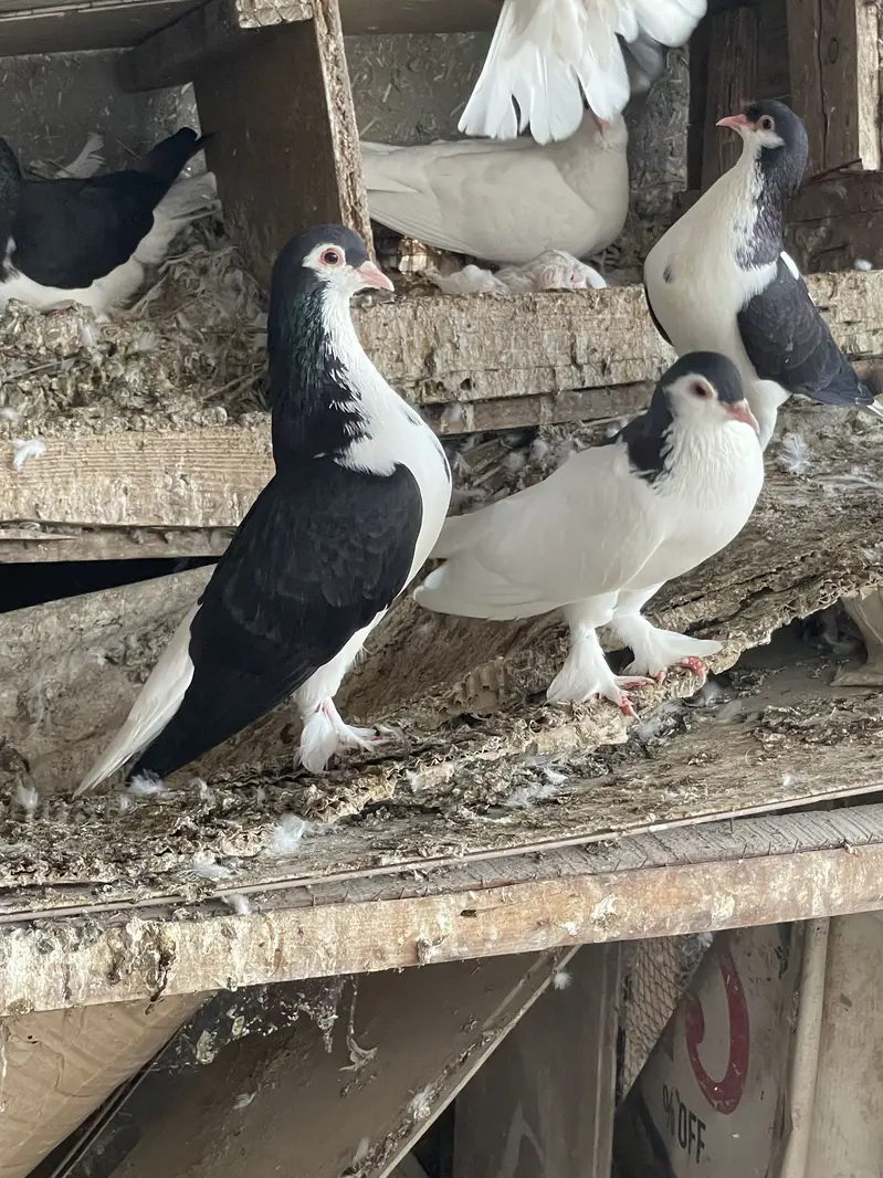Pigeons For Sale — photo 2