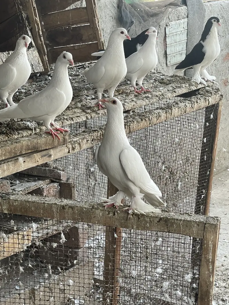Pigeons For Sale — photo 3