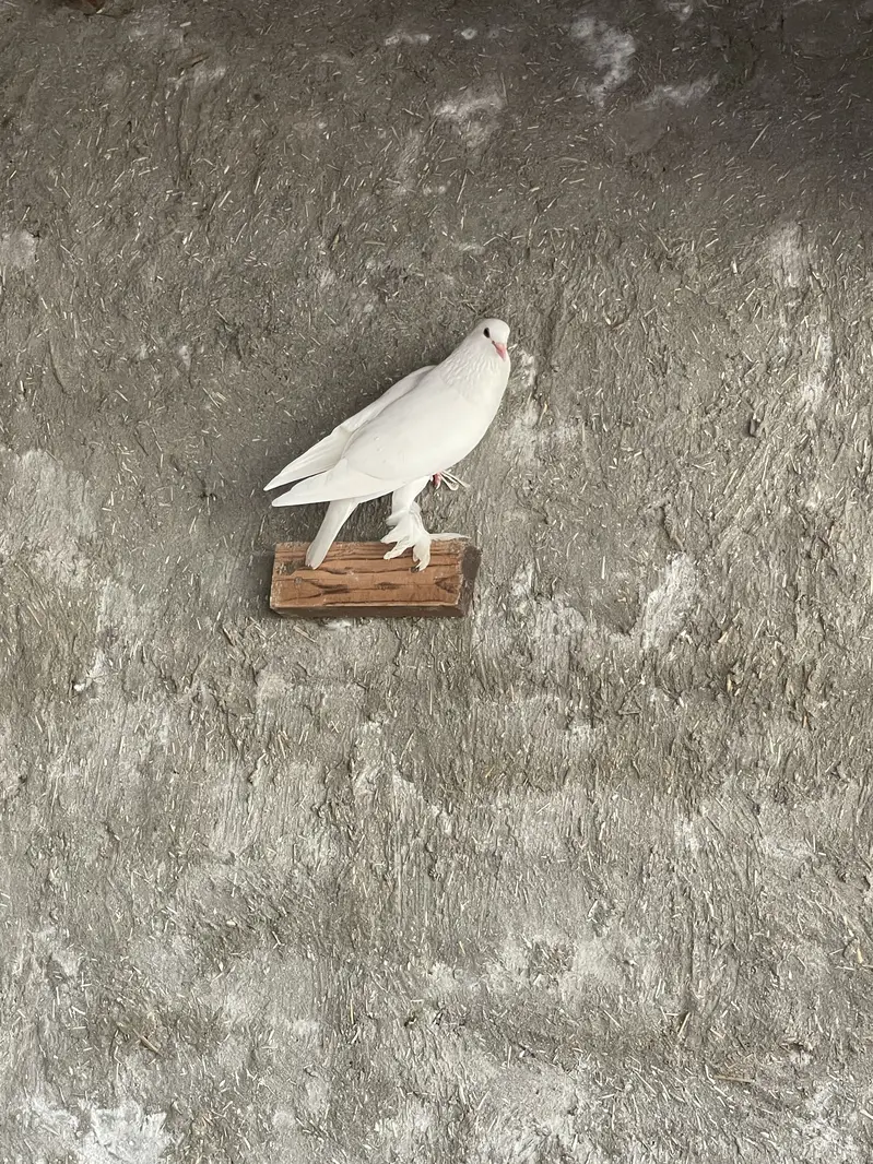 Pigeons For Sale — photo 4