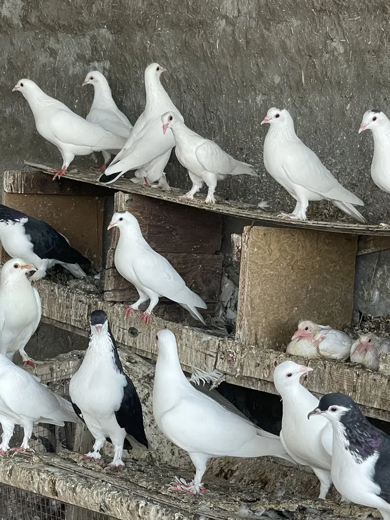 Pigeons For Sale — photo 5
