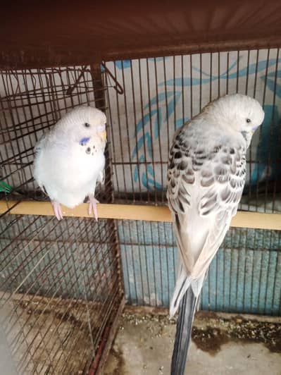 TCB KING BUDGIES (EXHIBITION SPLIT) BEST PAIR OF KING BUDGIES