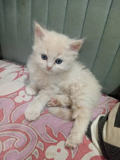 cats for sale brown male semi white female with blue eyes