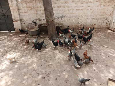 Australorp For Sale