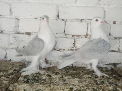 Silver Lahori Sherazi Pigeon Fancy Kabootar Pair
