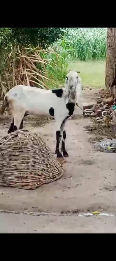 2 desi bakriya 3 bakra  pure desi 03154184601