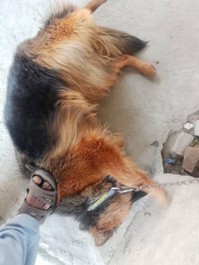 long coated German shepherd