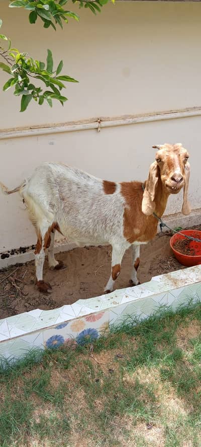 Milking Female Goat for sale