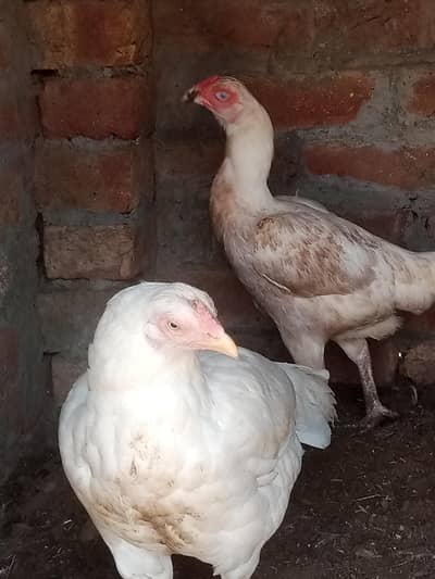 white hen