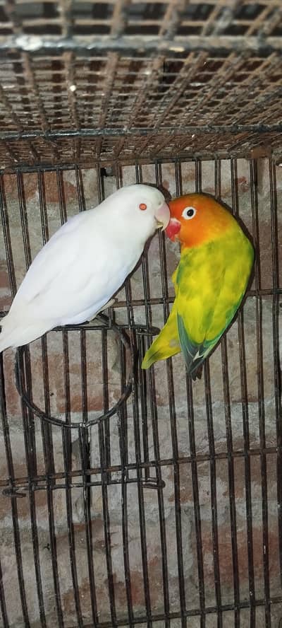 love bird mixed coloured