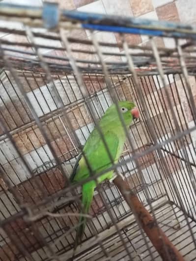 Green Parrot