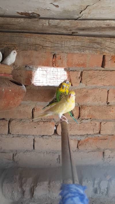 Red eye addult buggis parrots eage 1year 3 pairs avalible