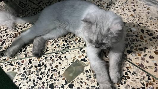 persian cat
