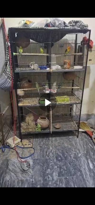 lovebird,cage ,rainbow working budgies