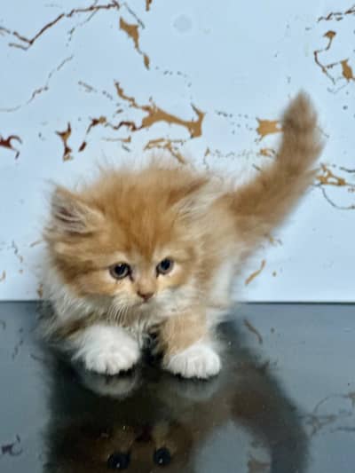Kitten for adoption