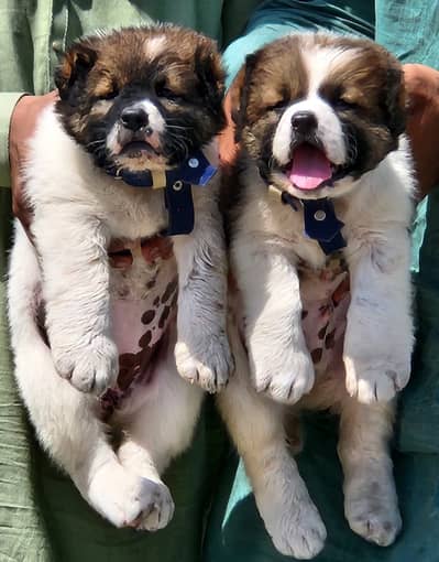 Alabai puppy | afghan kochi pair | sequrity dog for sale