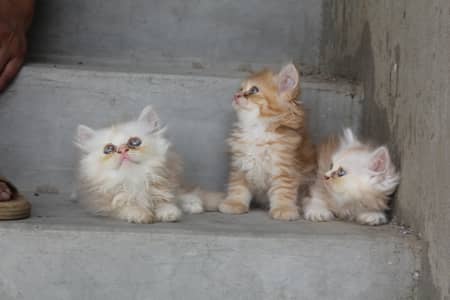 Persian Kittens