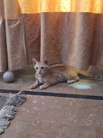 orange stray kitten for adoption
