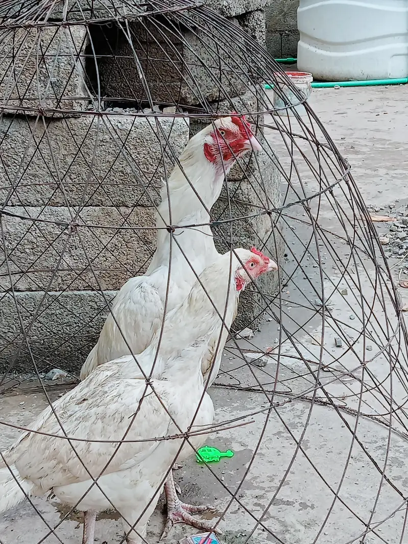 herry jory k egg avlible han fotail — photo 2