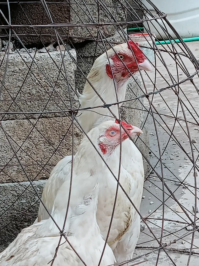 herry jory k egg avlible han fotail — photo 3