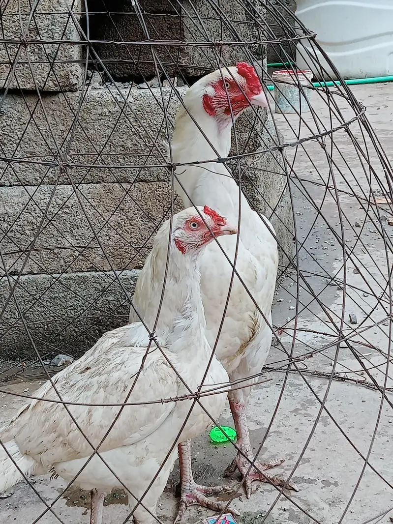 herry jory k egg avlible han fotail — photo 4