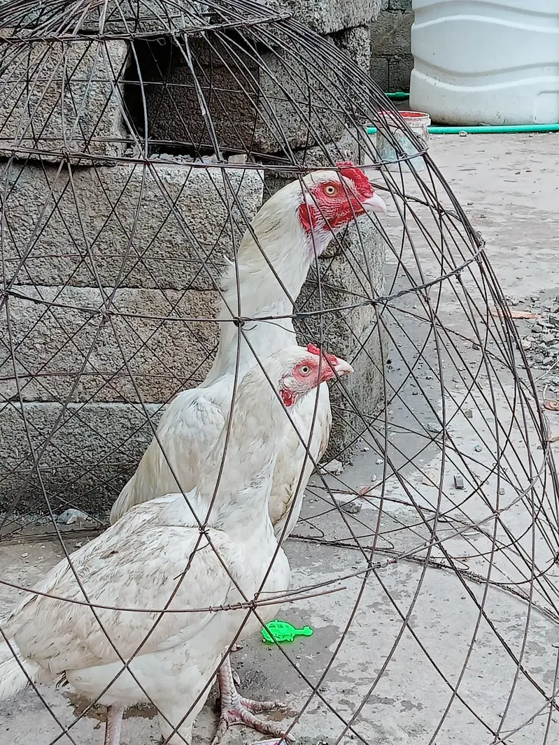 herry jory k egg avlible han fotail — photo 5