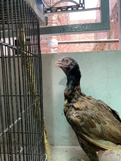 Females or chicks available