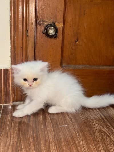 cute Persian kittens for sale