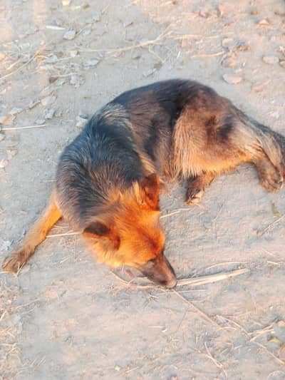 German shepherd female long coated