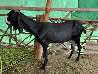 Beetal Bakri