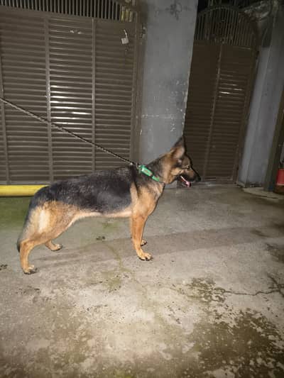 German Shepherd Female Dog for Sale – Healthy & Active