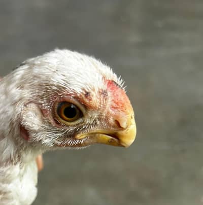 Parrot beak chicks