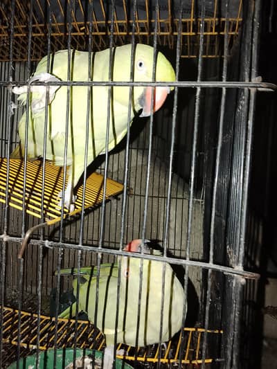raw  parrot