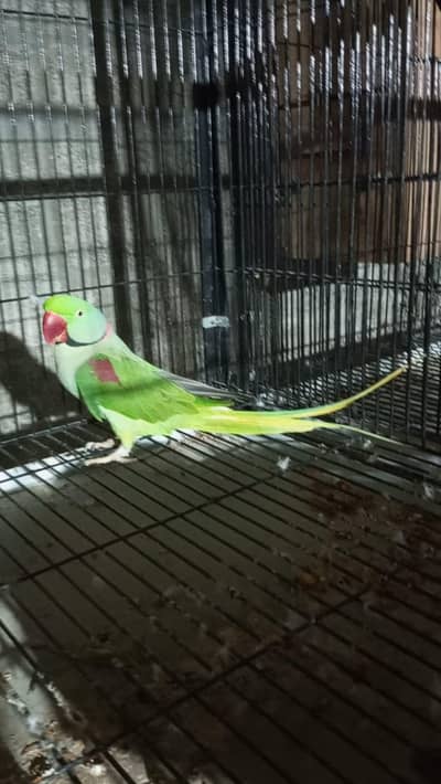raw parrot