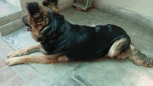 For Sale – Female Dog with Puppies