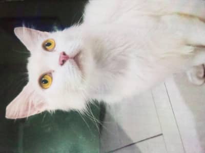 cute little Persian cat playful and loves treats