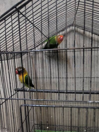 love birds