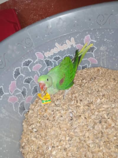 paroot for sale hole sale