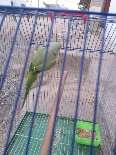 ringneck male