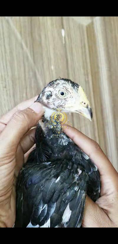 Lasani Chicks 03100024337