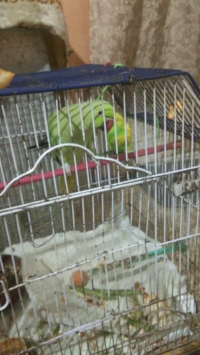 selling my male parrot with Australian male