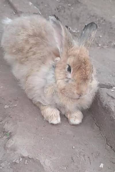 Giant flemish Rabbits breeders pair for sale