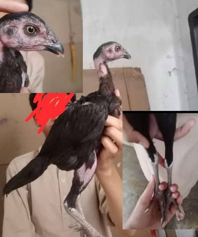 Pure Aseel THAI pair Shoq key liye bhatren Chiz Ha A++ Pair price 3100