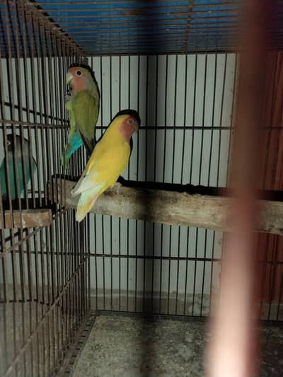lovebirds albino Cremino Decino