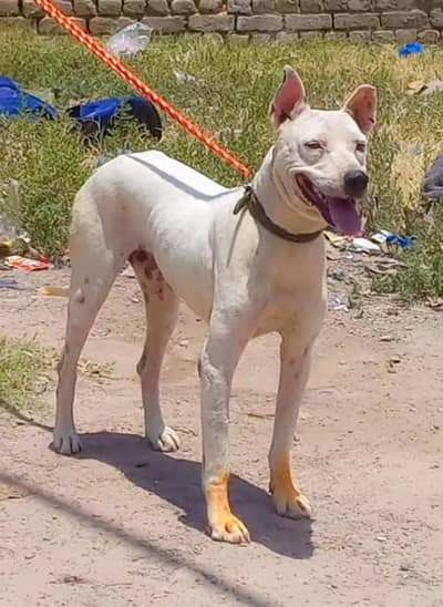 pure kuhati gultair male best security guard dog healthy and active