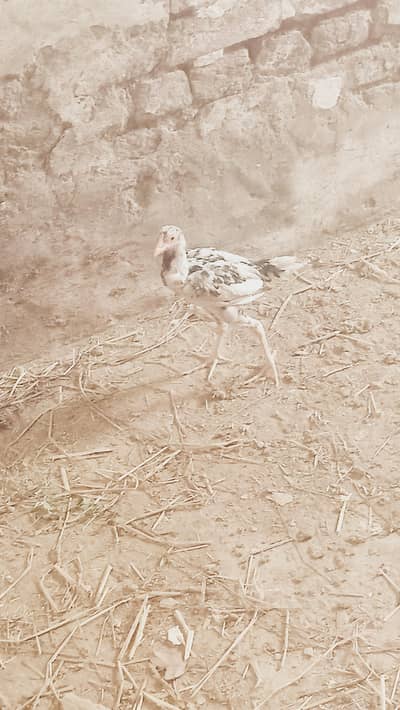 sale full healdy chena patha pathi rabta whatsapp 03267537464