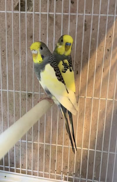 budgeri pair far seel jis ne lena rabta kare edan garden faisalabad